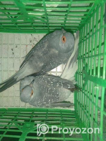 সিলভার ডায়মন্ড ডাভ ঘুঘু পাখি