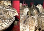 কোয়েল (quail) পাখি বিক্রি চলছে