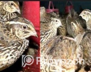 fitted-13_2025-12-03_09-47-05