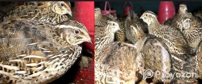কোয়েল (quail) পাখি বিক্রি চলছে