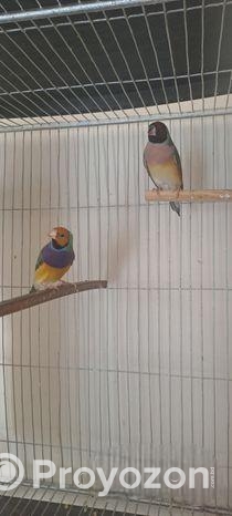 গোল্ডিয়ান ফিঞ্চ Goldian Finch পাখি, বেঙ্গলি, কাঠথ্রোট