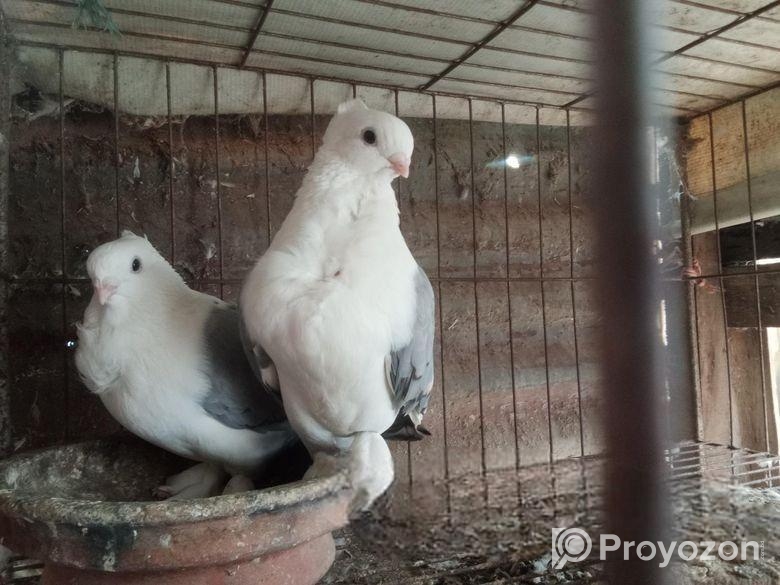 ব্লু সার্টিন