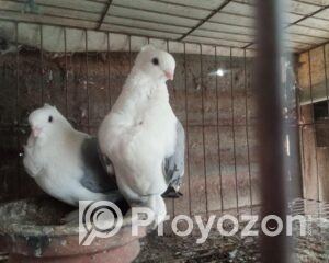 fitted-13_2025-12-15_11-01-35