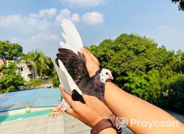 কবুতর বিক্রি