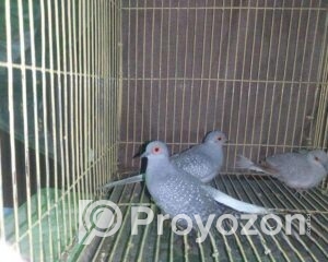 fitted-13_2025-12-24_10-17-46