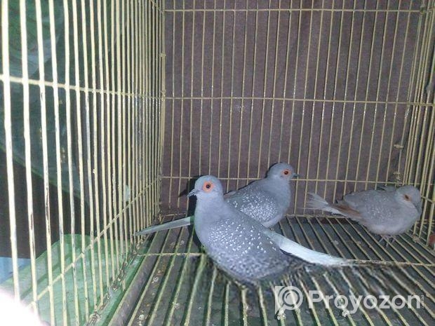 সিলভার ডায়মন্ড ডাভ ঘুঘু পাখি