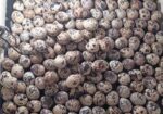 কোয়েল (quail) পাখি বিক্রি চলছে