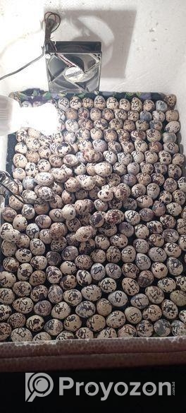 কোয়েল (quail) পাখি বিক্রি চলছে