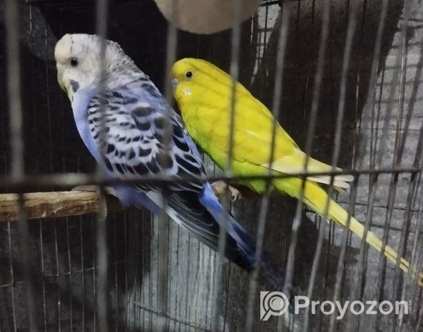 ৩ টি বাজরিগা পাখি খাঁচা ও হাঁড়ি সহ