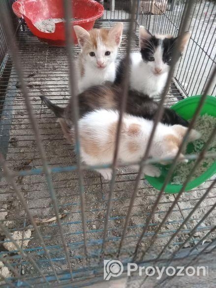 বিড়ালের বাচ্চা এডপশন