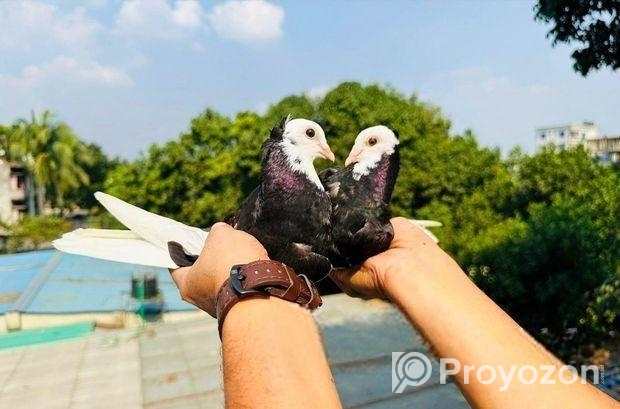 কবুতর বিক্রি