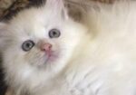 Pure Persian White Cat