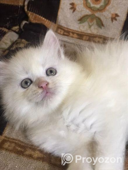 Pure Persian White Cat