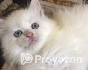 fitted-14_2025-12-20_10-40-58