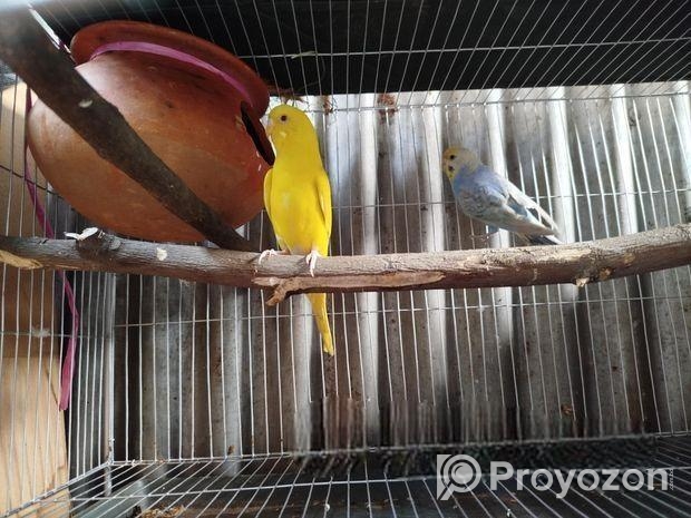 একজোরা রিনিং বাজিগর পাখি বিকরি করবো