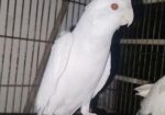 Albino Red Eye Cocatale