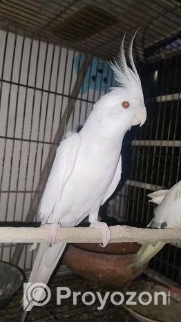 Albino Red Eye Cocatale