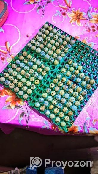 কোয়েল (quail) পাখি বিক্রি চলছে