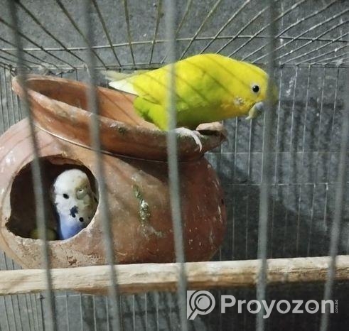 ৩ টি বাজরিগা পাখি খাঁচা ও হাঁড়ি সহ