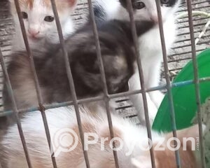 fitted-15_2025-12-11_09-57-22