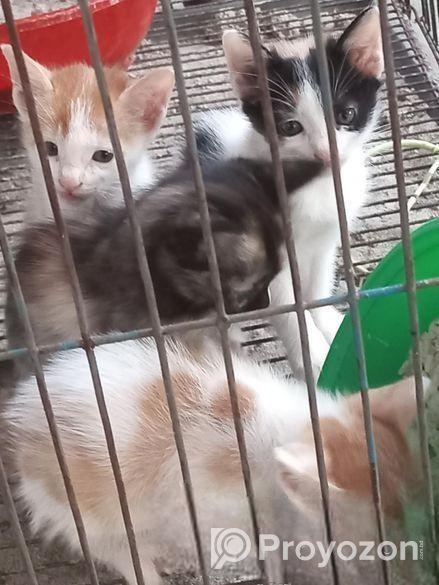 বিড়ালের বাচ্চা এডপশন