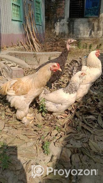 ব্রামহা ও টার্কি মুরগী