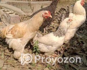 fitted-15_2025-12-11_10-05-59