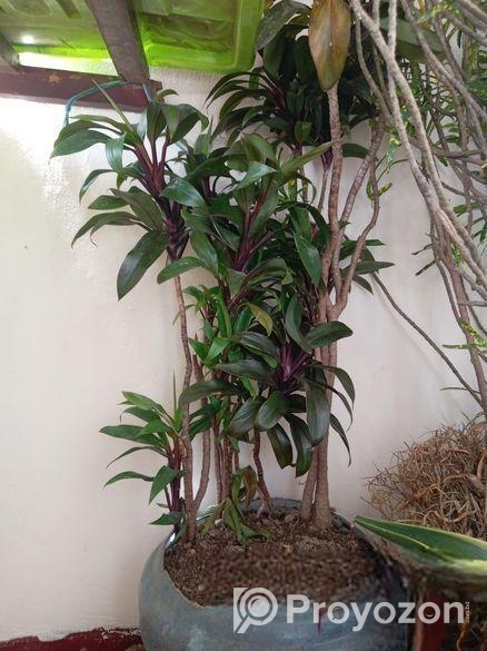 ডিফারেন্ট ভ্যারাইটির গাছ