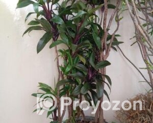 fitted-15_2025-12-20_10-43-00-1