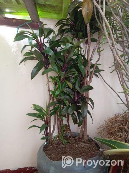 ডিফারেন্ট ভ্যারাইটির গাছ