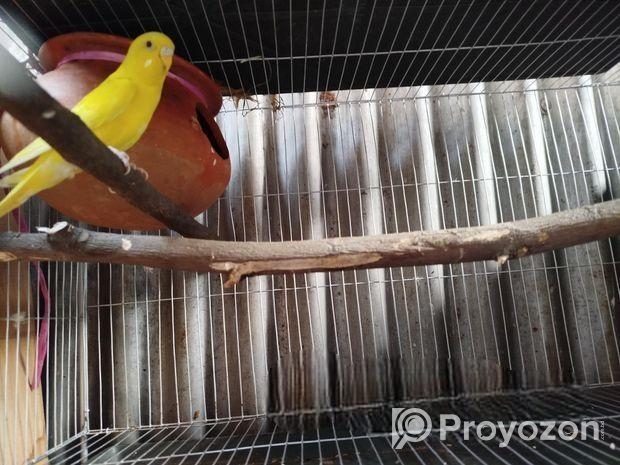 একজোরা রিনিং বাজিগর পাখি বিকরি করবো