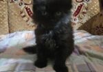 Persian Cat Baby Male Female