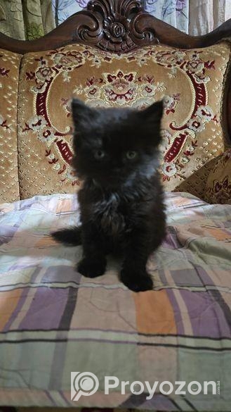 Persian Cat Baby Male Female