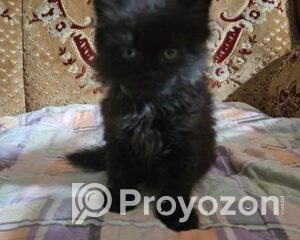 fitted-15_2025-12-22_09-47-50