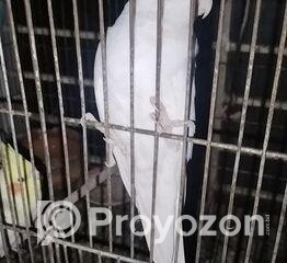 fitted-15_2025-12-24_10-20-21