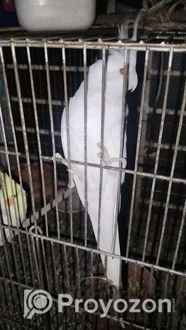 Albino Red Eye Cocatale