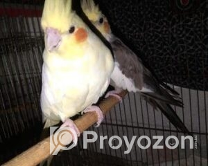 fitted-16_2025-12-01_10-19-10