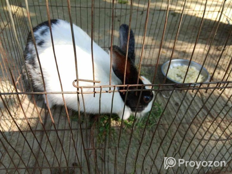 মেয়ে খরগোশ