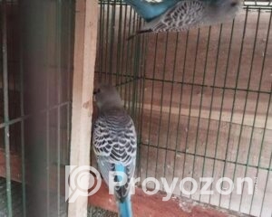 fitted-16_2025-12-03_09-42-49