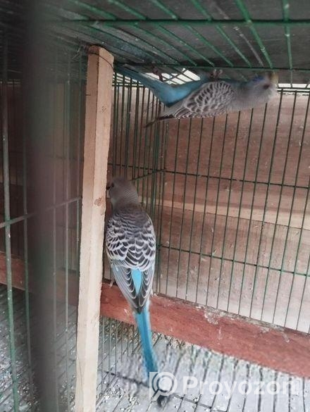 নিউ অ্যাডাল্ট বাজিগর পাখি