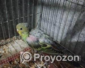 fitted-16_2025-12-06_10-11-47