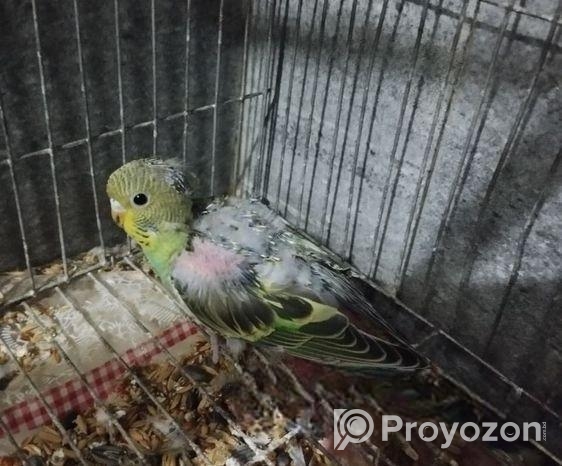 ৩ টি বাজরিগা পাখি খাঁচা ও হাঁড়ি সহ