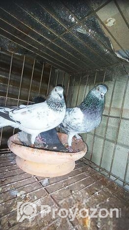 গিরিবাজ কবুতর