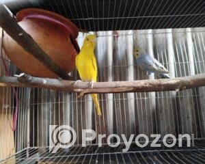 fitted-16_2025-12-21_10-12-54