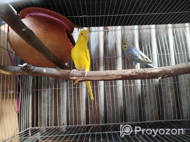 একজোরা রিনিং বাজিগর পাখি বিকরি করবো