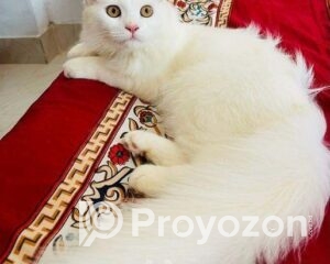 fitted-16_2025-12-22_10-16-34