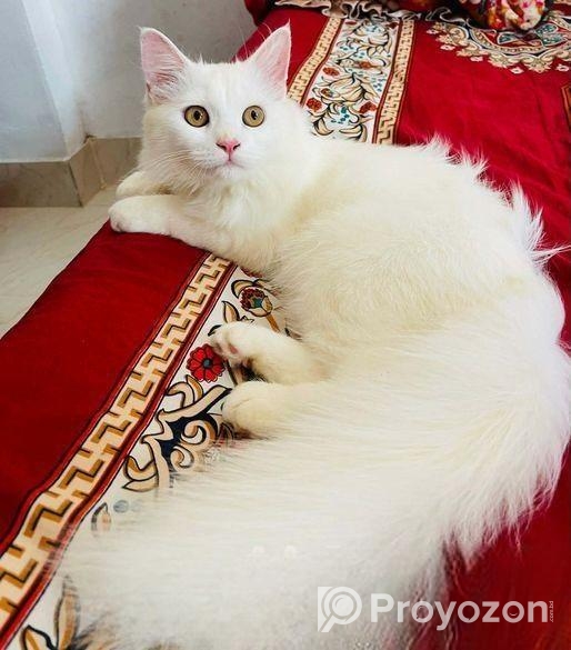Persian Cat