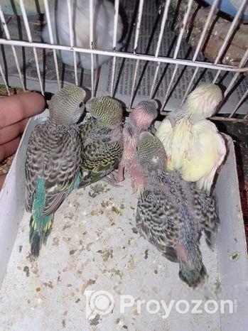 টেম সাইজের কিছু বাজরিগার বিক্রি হবে