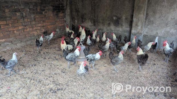 ফাওমি মুরগী