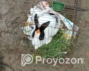 fitted-17_2025-12-01_10-27-43